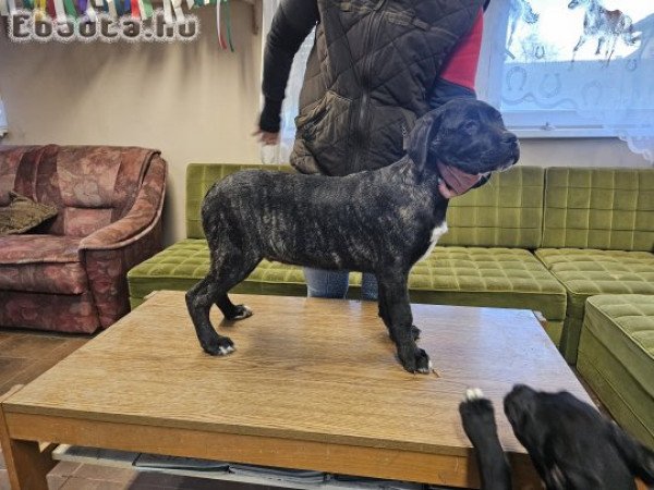 Cane corso jellegű kiskutyák