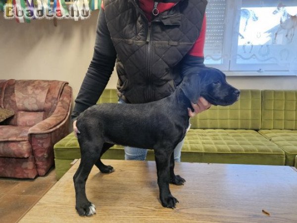 Cane corso jellegű kiskutyák