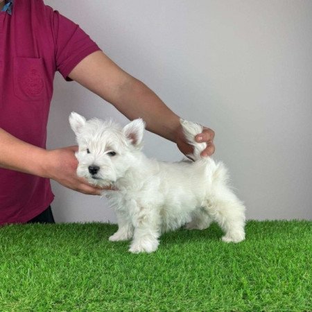 Westie West Highland White terrier