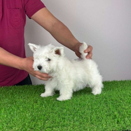 Westie West Highland White terrier