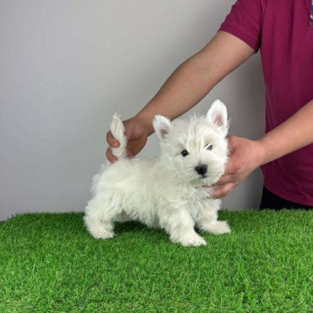 Westie West Highland White terrier