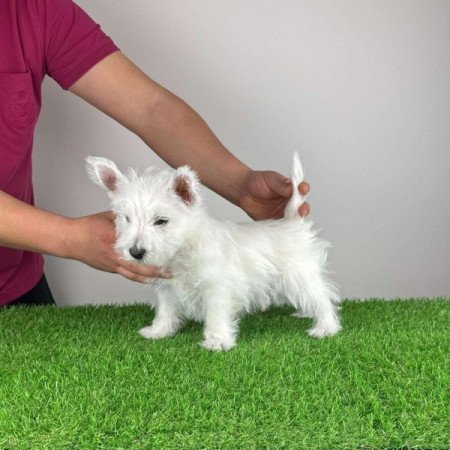 Westie West Highland White terrier