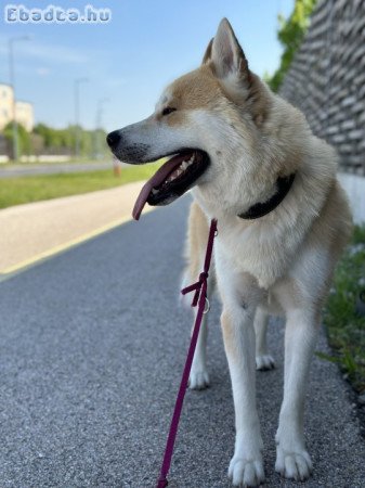 Husky+Akita kutya