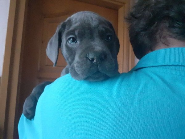 Cane Corso