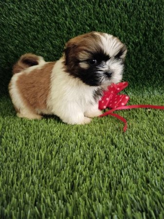 Shih tzu