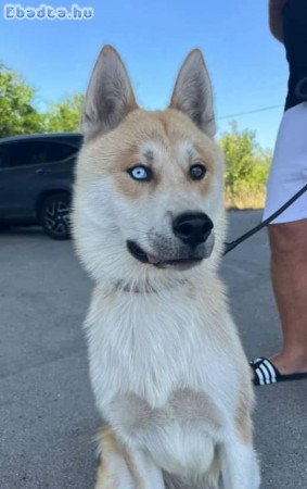 Husky+Akita kutya