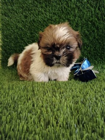 Shih tzu