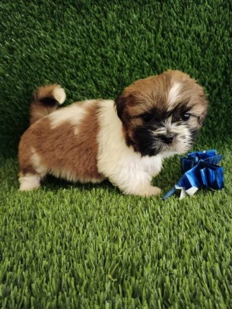 Shih tzu