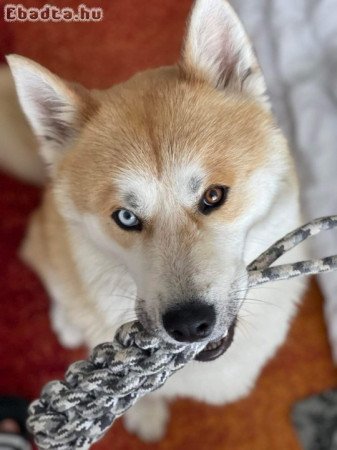 Husky+Akita kutya