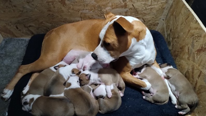 Amerikai Staffordshire Terrier