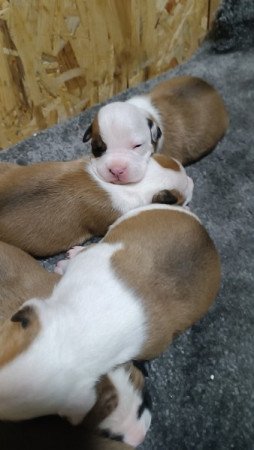 Amerikai Staffordshire Terrier