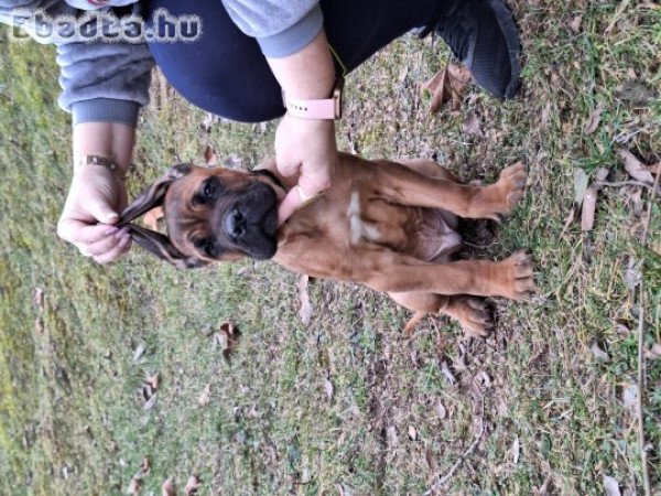 Cane corso kiskutyák