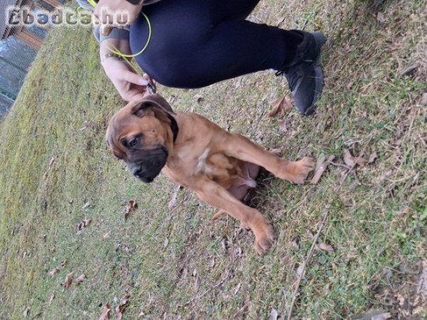 Cane corso kiskutyák