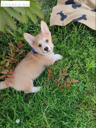 Corgi welsh pembroke kiskutyák,gyönyörűek  eladók