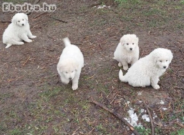 Kuvasz jellegű kiskutyák ingyen elvihetők