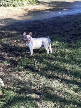 eladó francia bulldog tenyésztésre is