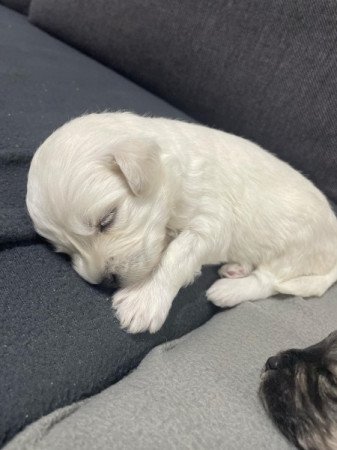 Bichon Havanese