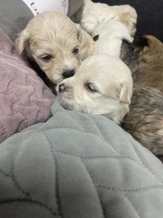 Bichon Havanese