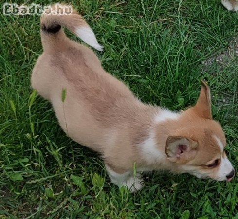 Corgi welsh pembroke kiskutyák,gyönyörűek  eladók