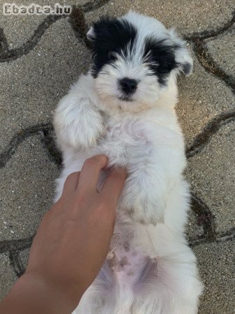 Eladó Bichon havanese kölyök kutyus