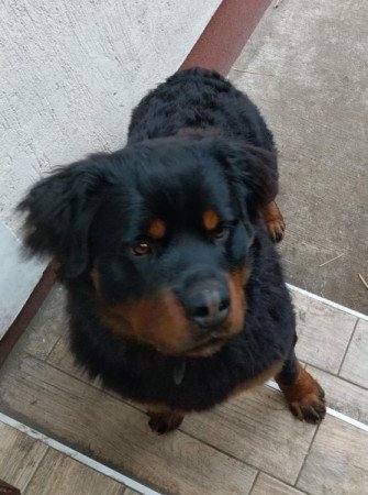 Rottweiler