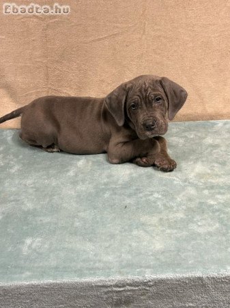 Cane corso szürke kan kiskutya