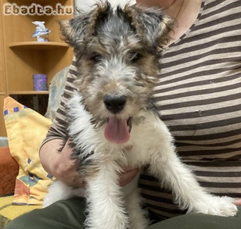 Drótszőrű Foxterrier Elérhető