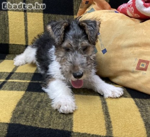 Drótszőrű Foxterrier Elérhető