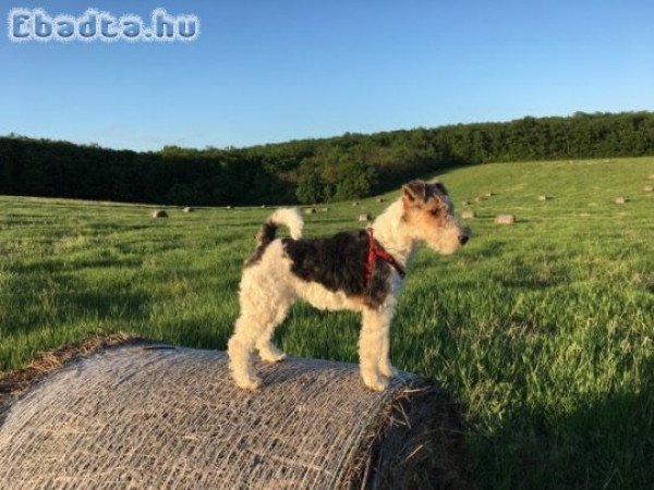 Drótszőrű Foxterrier Elérhető