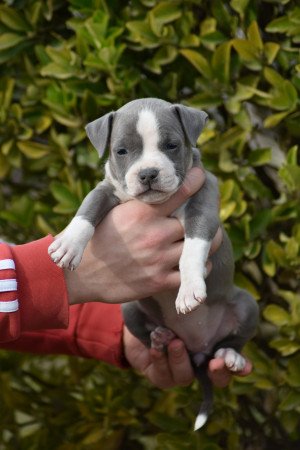 Kék amerikai staffordshire terrier kölykök eladók