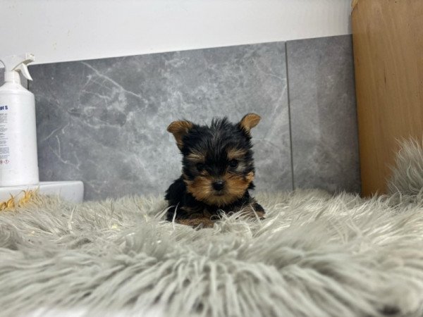 Yorkshire terrier