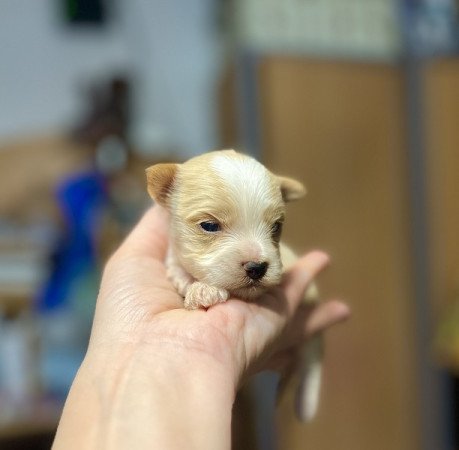 Golddust Yorkshire terrier