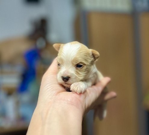 Golddust Yorkshire terrier