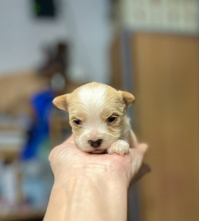 Golddust Yorkshire terrier