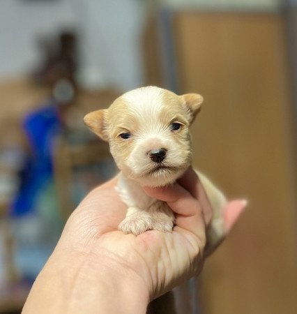 Golddust Yorkshire terrier