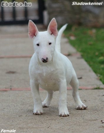 Male Minnie bull terrier puppy