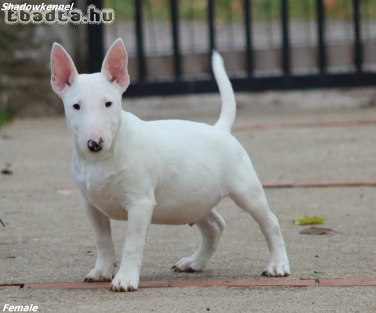 Male Minnie bull terrier puppy