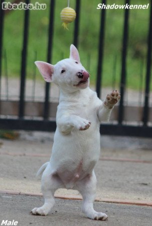 Male Minnie bull terrier puppy