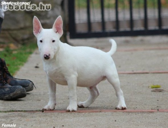 Male Minnie bull terrier puppy