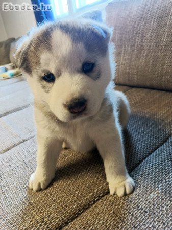 Husky kölyök kiskutya, szürke-fehér, lány