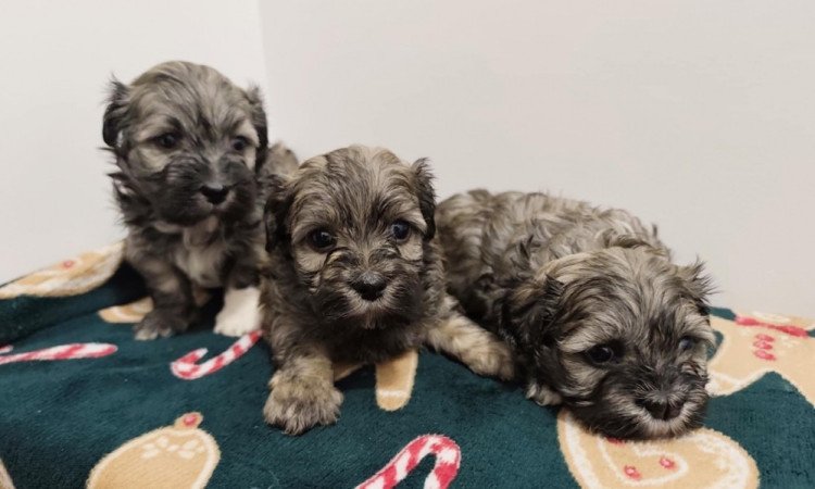 Bichon havanese