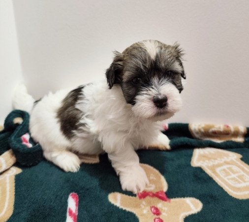 Bichon havanese