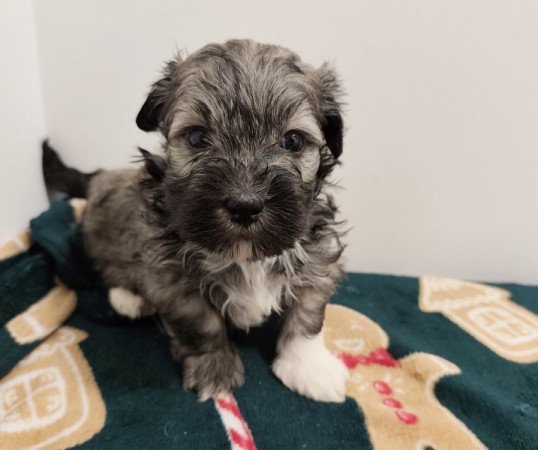 Bichon havanese