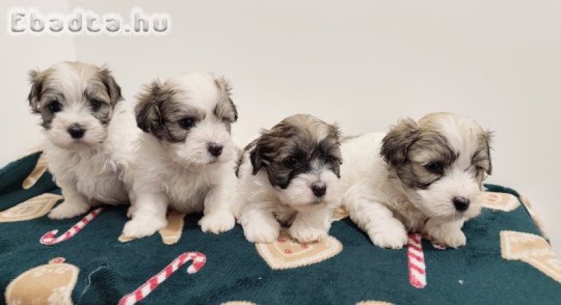 Eladó bichon havanese kiskutyák