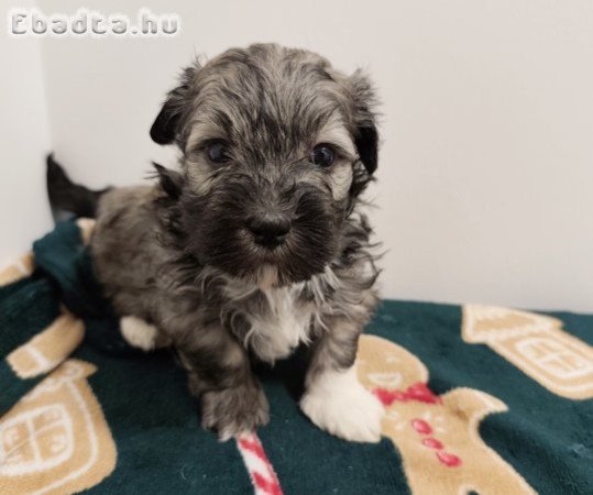 Eladó bichon havanese kiskutyák