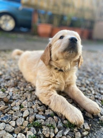 Golden Retriever