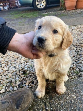 Golden Retriever