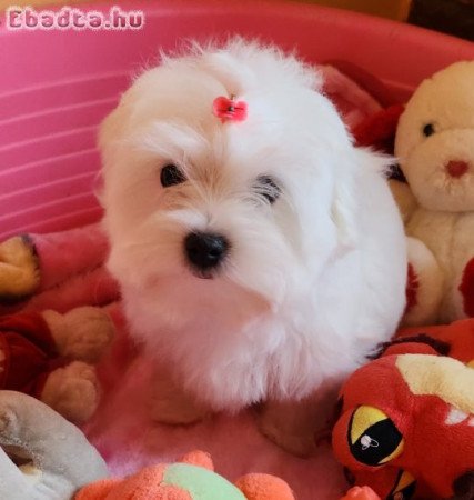 Gyönyörűszép Bichon Havanese kiskutyák eladók