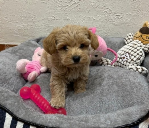 Maltipoo