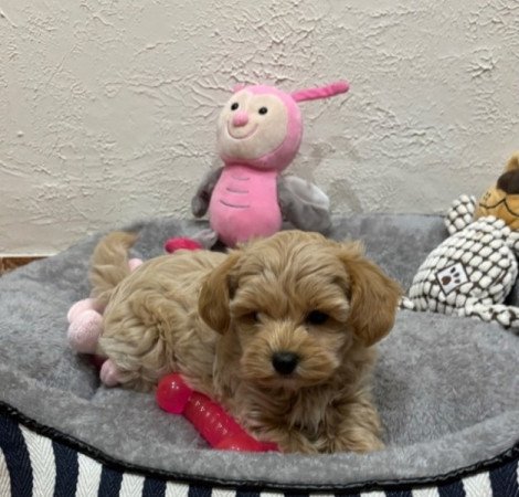 Maltipoo